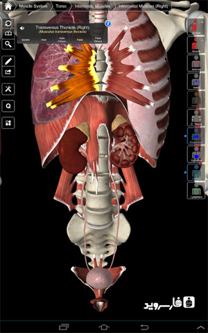 نرم افزار آناتومی جامع اندروید - Essential Anatomy 3 Android